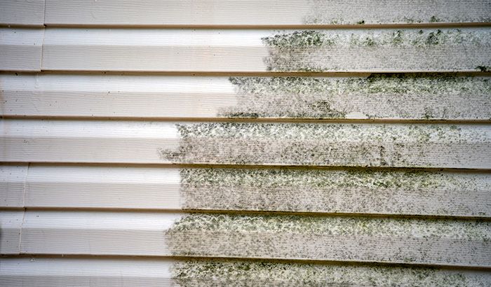 Mold on your siding